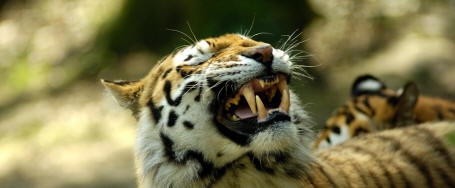 Le tigre de Sib�rie, le plus grand f�lin au monde