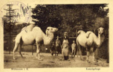 2 guerres en France - Zoo en P�ril